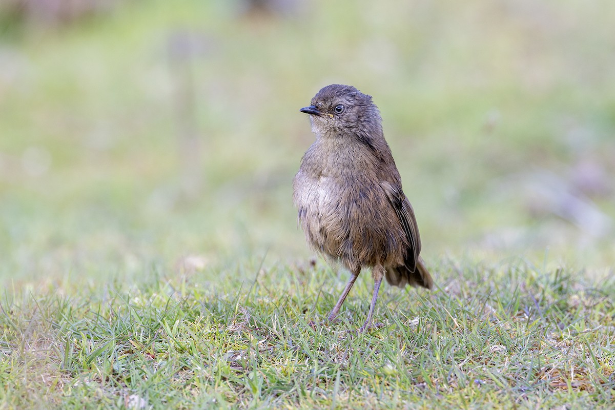 Tasmanian Scrubwren - ML626342356