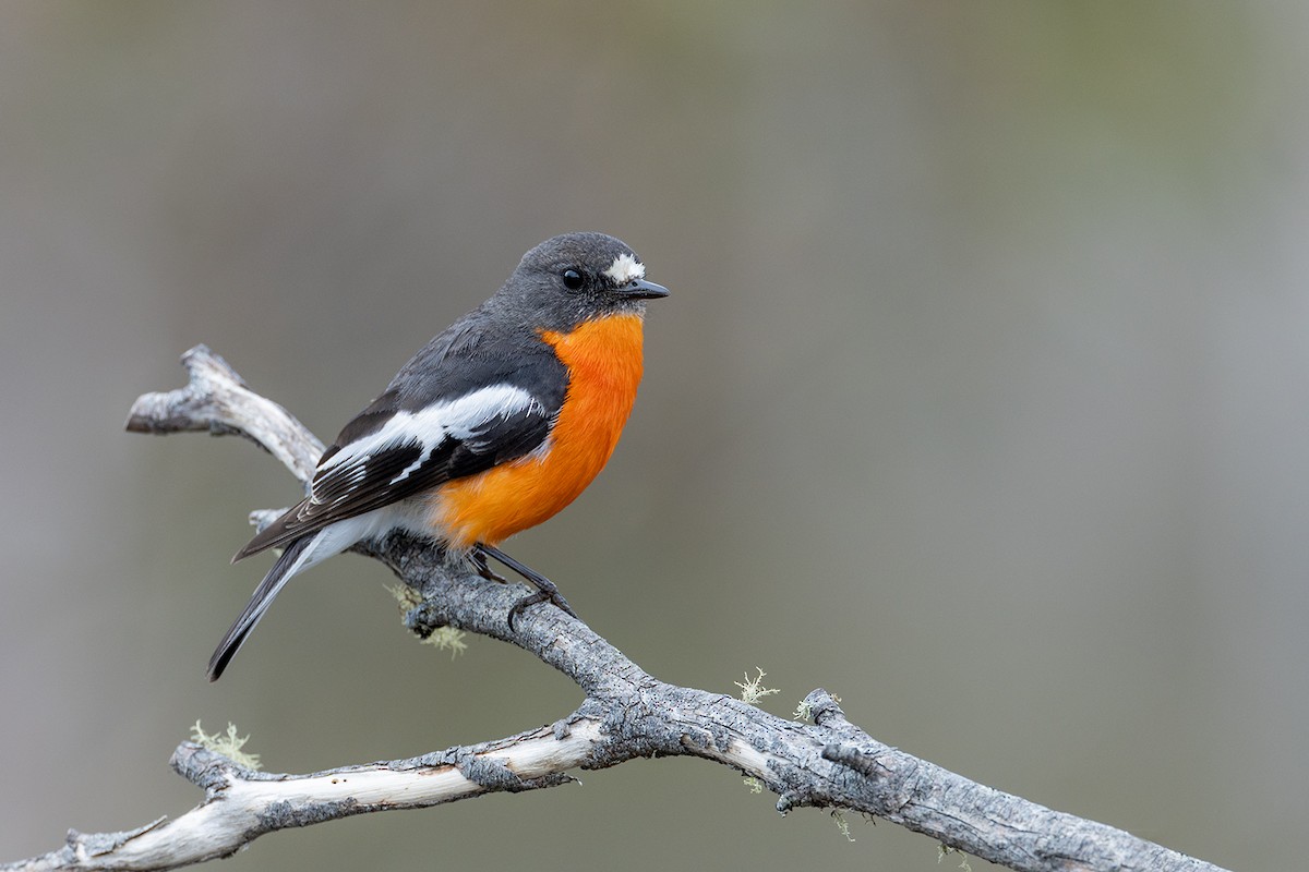 Flame Robin - ML626342379