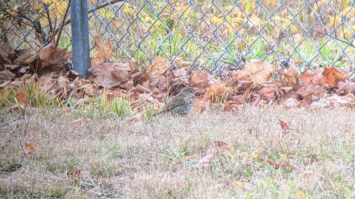 Hermit Thrush - ML626342392