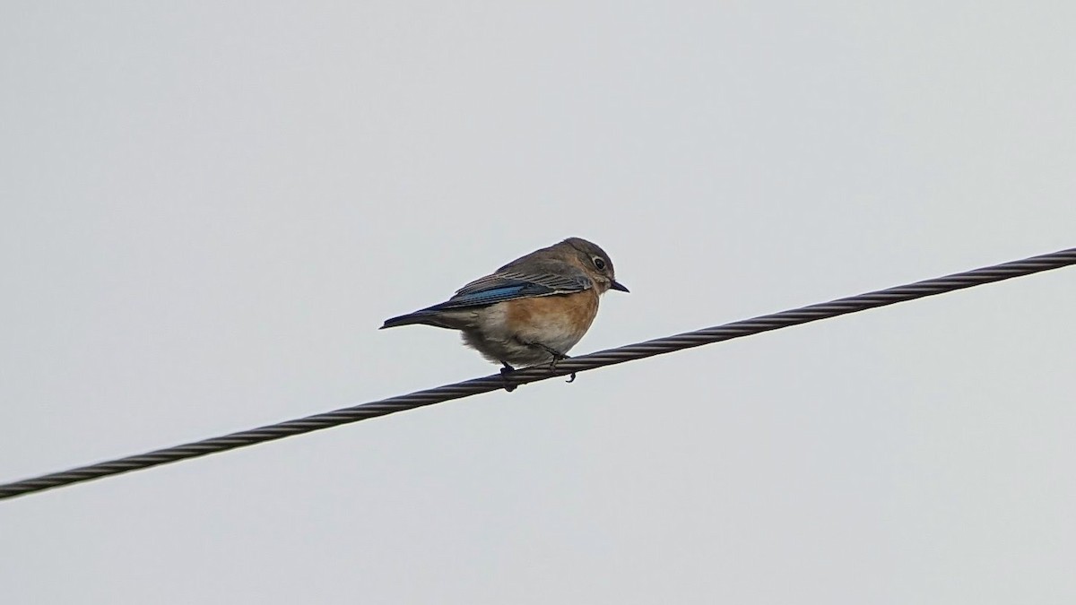 Eastern Bluebird - ML626342420