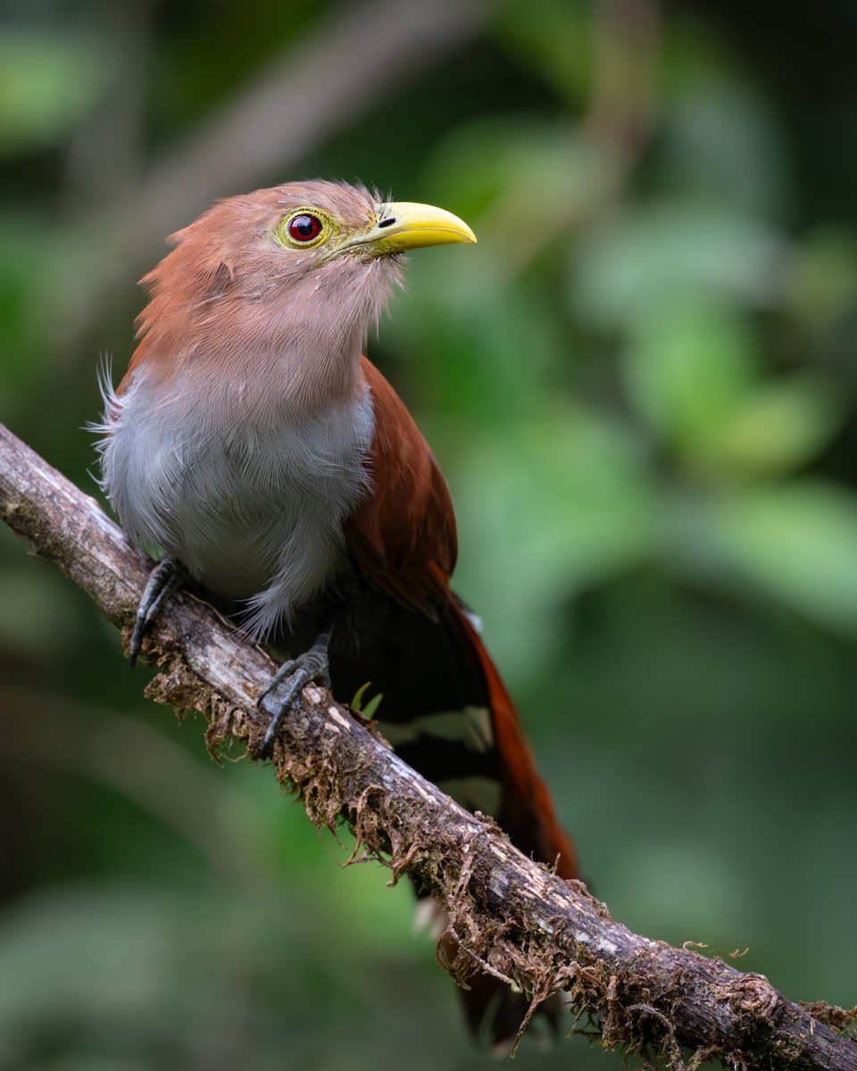 Common Squirrel-Cuckoo - ML626342496