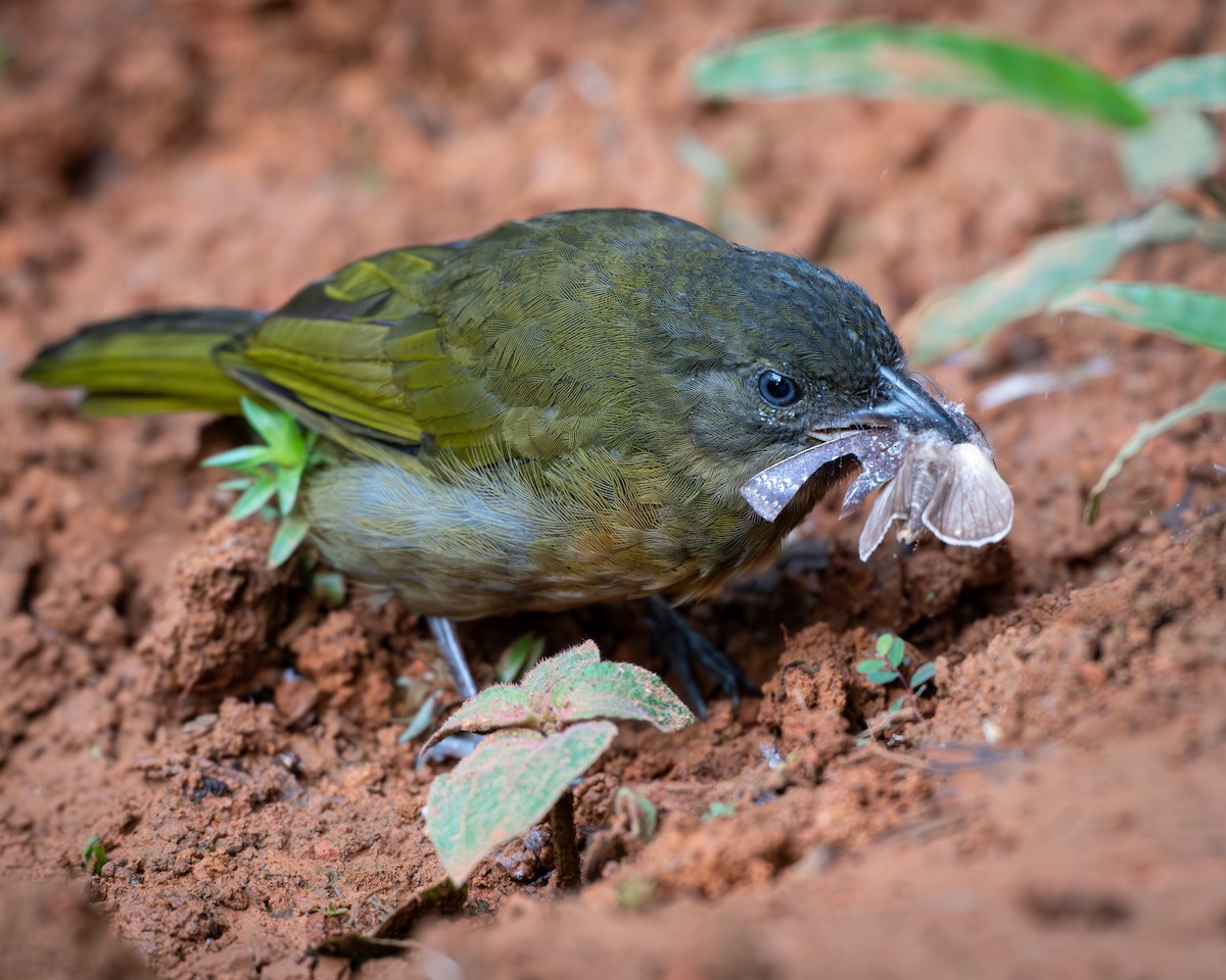 Ochre-breasted Tanager - ML626342506