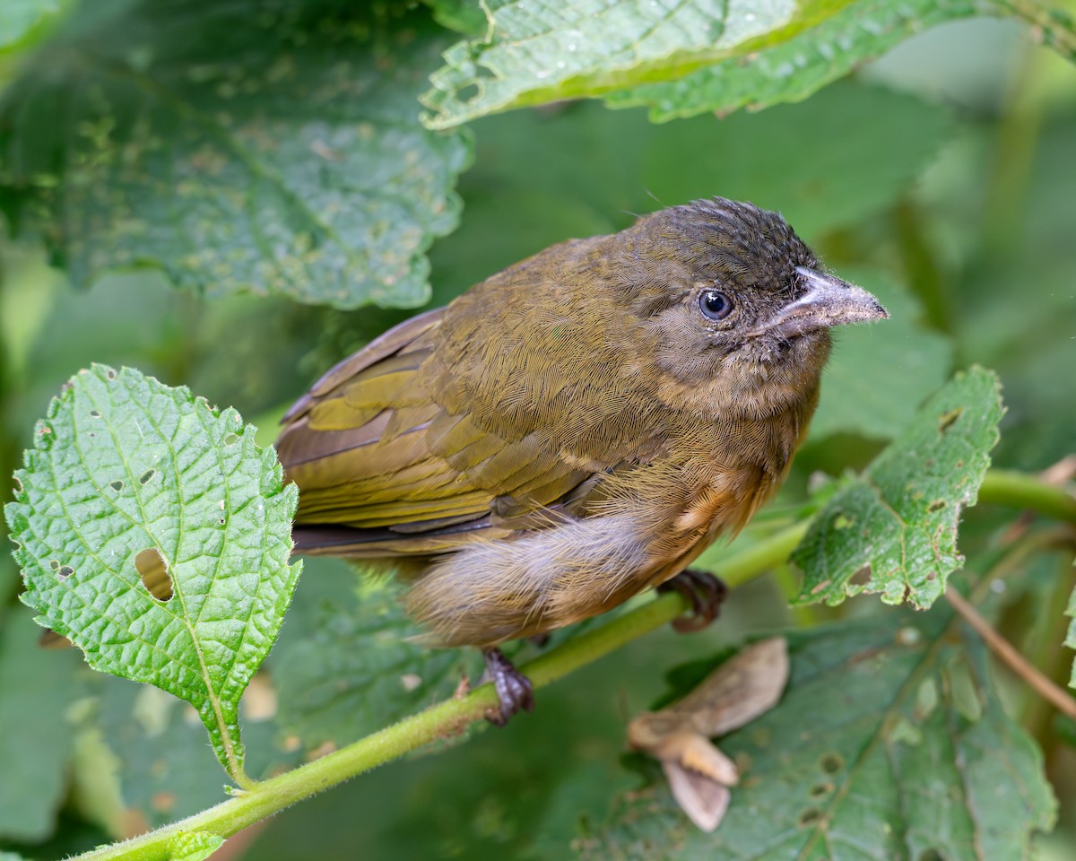 Ochre-breasted Tanager - ML626342507