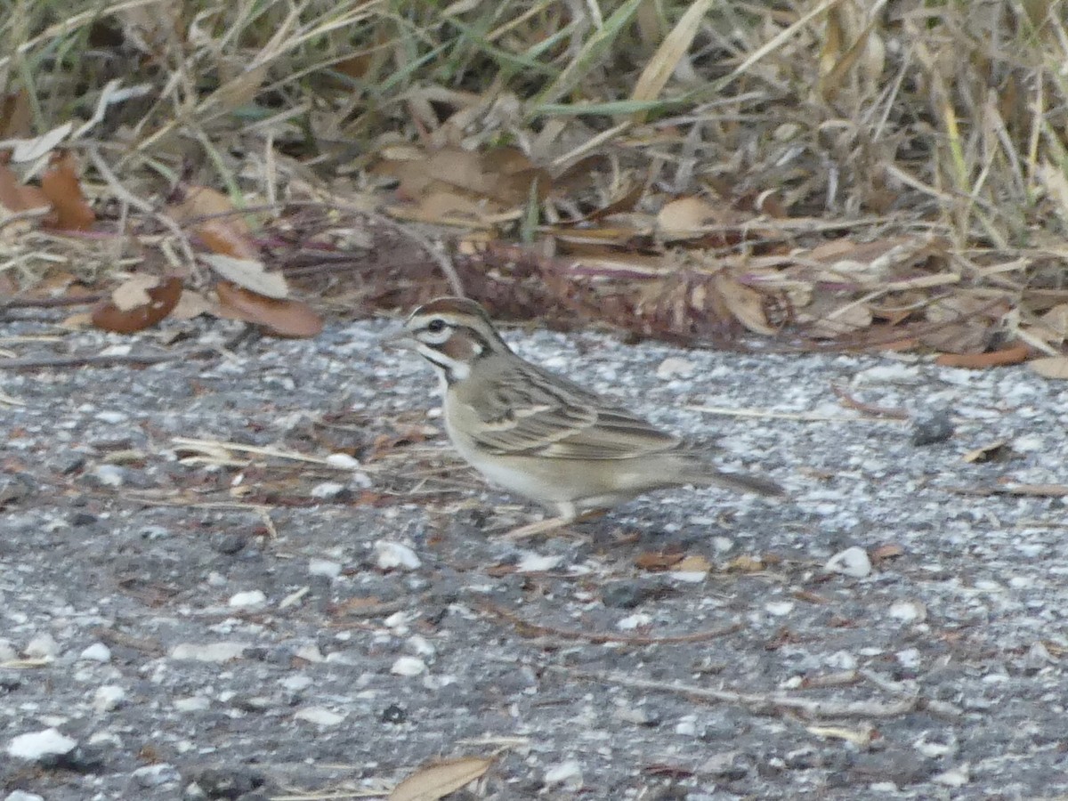 Lark Sparrow - ML626342514