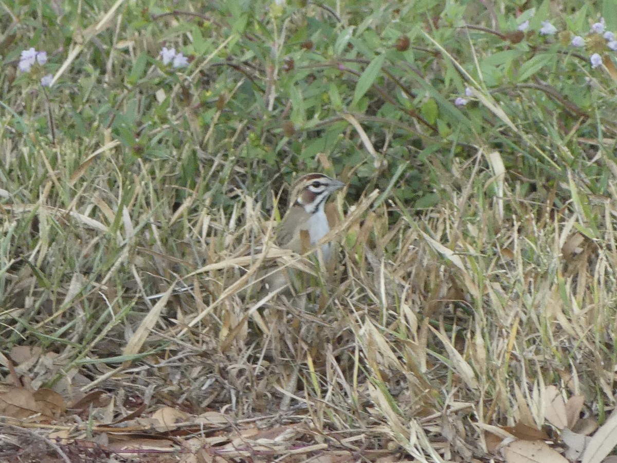 Lark Sparrow - ML626342516