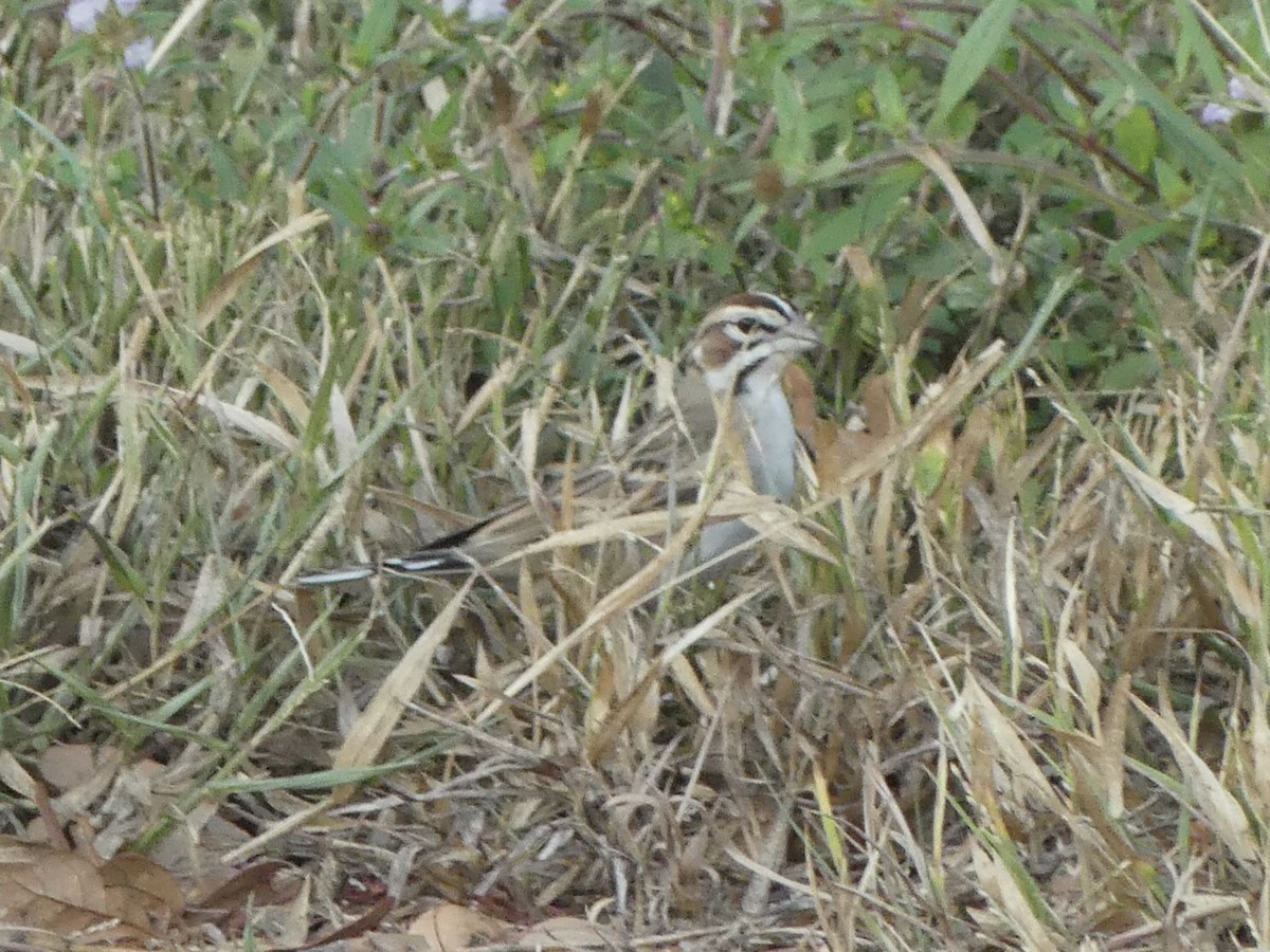 Lark Sparrow - ML626342517