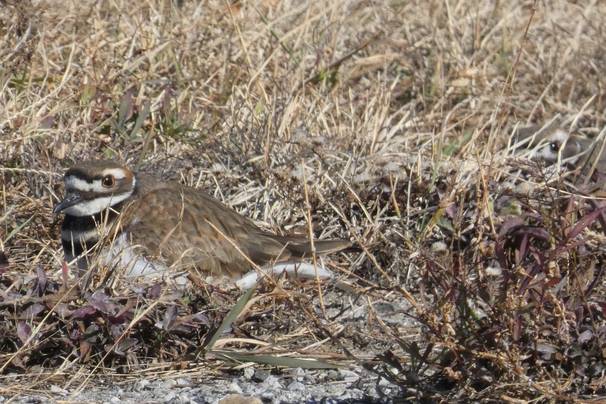 Killdeer - ML626342614