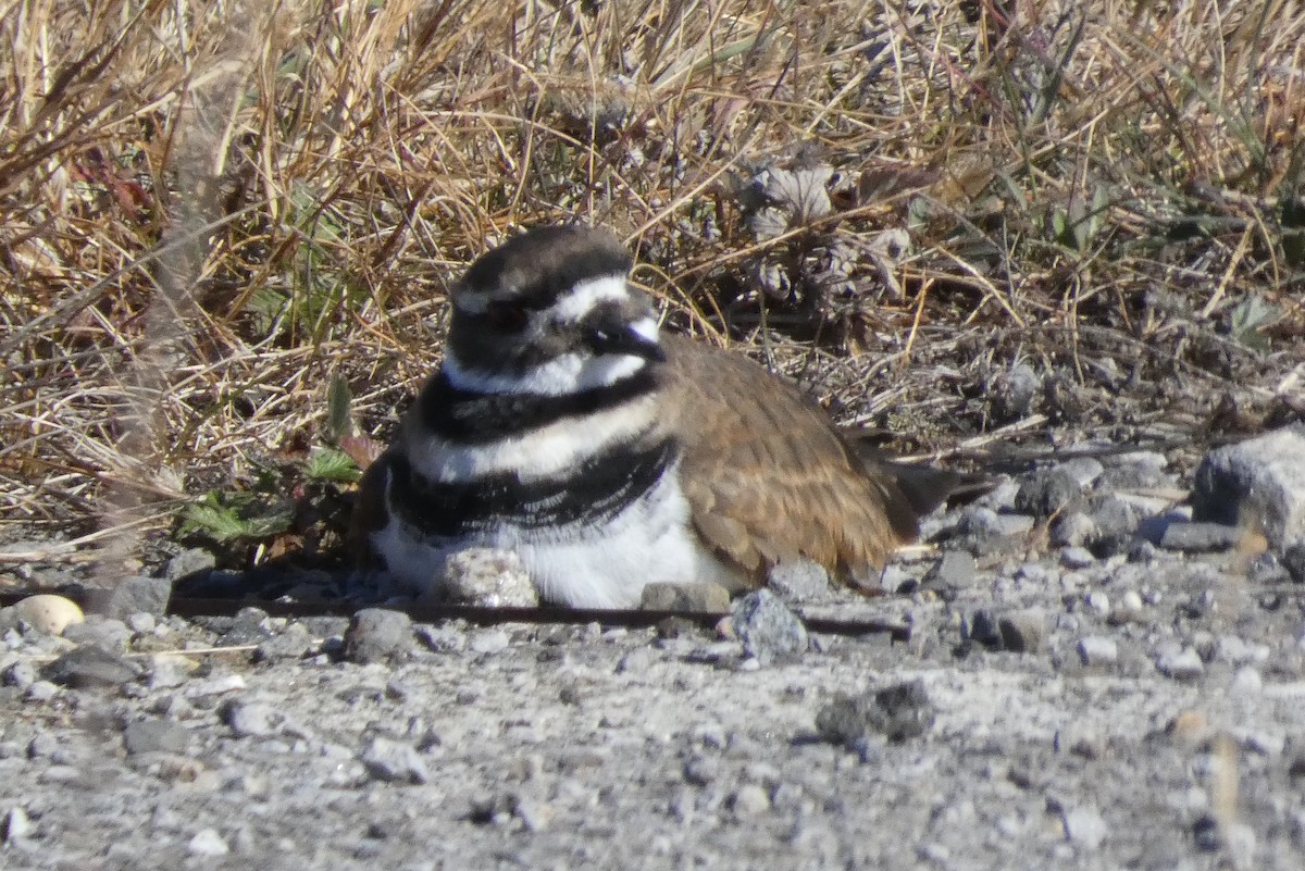 Killdeer - ML626342615