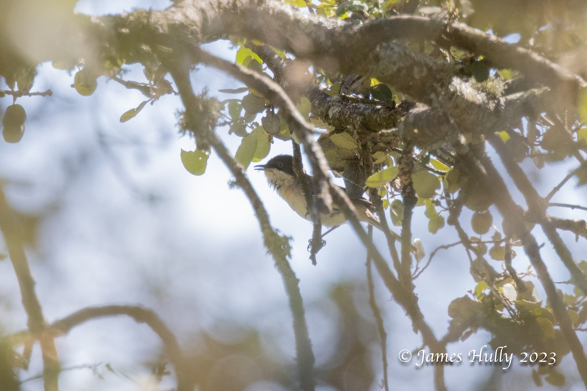 Western Orphean Warbler - ML626342674