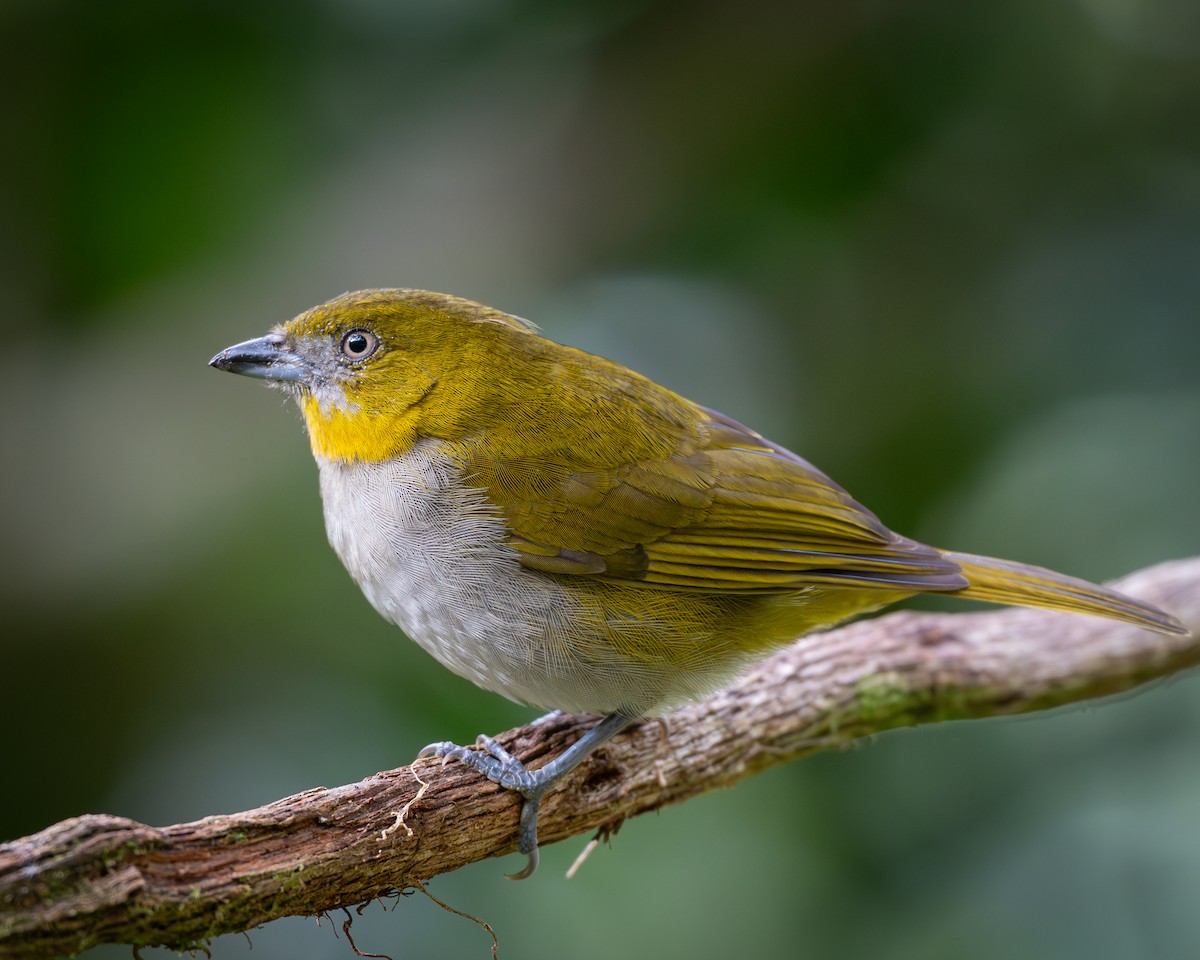 Yellow-throated Chlorospingus - ML626342733