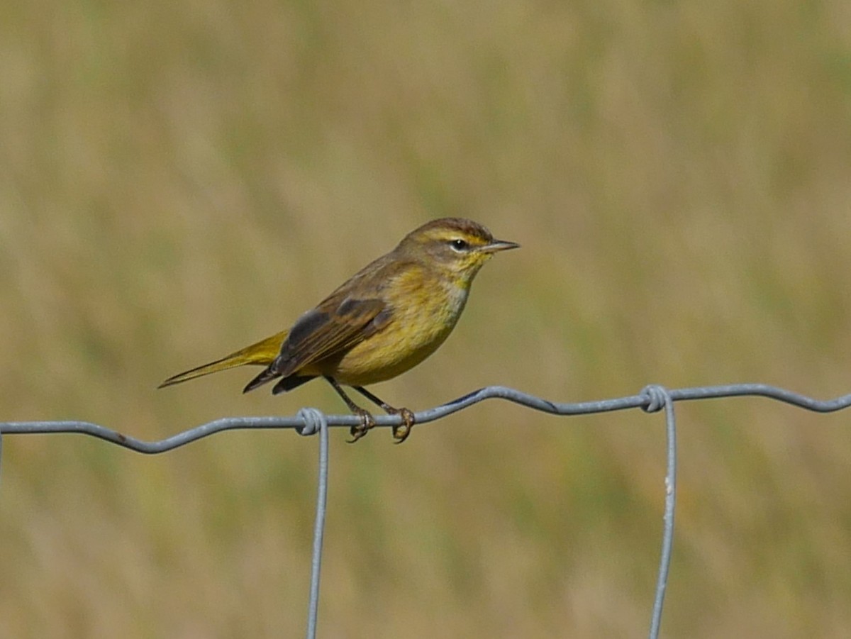 Palm Warbler (Yellow) - ML626343455