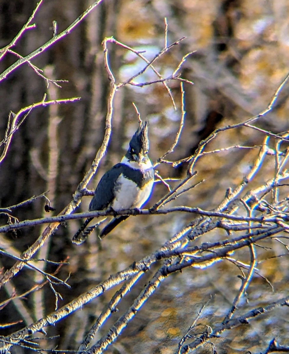Belted Kingfisher - ML626343800