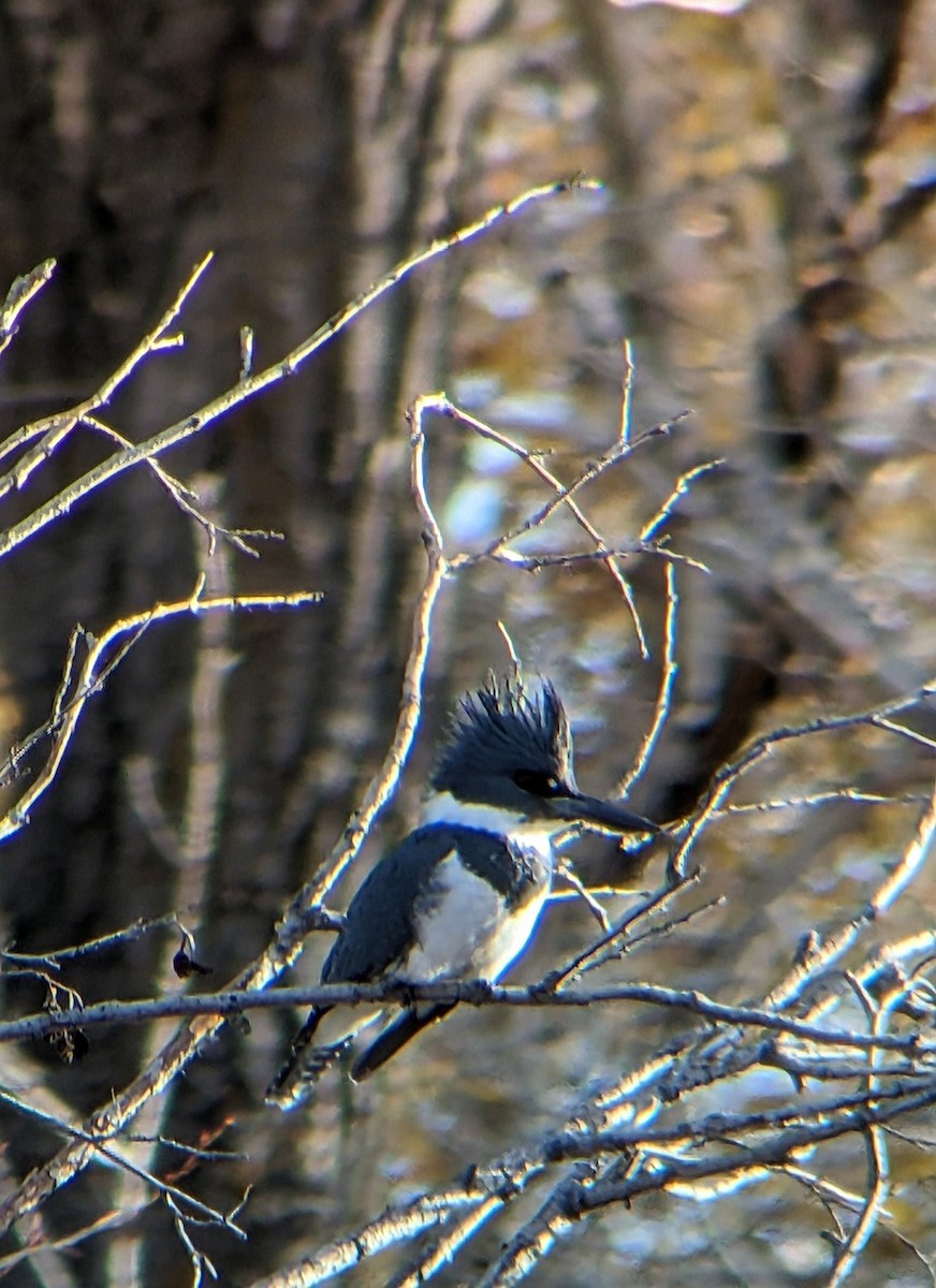 Belted Kingfisher - ML626343809