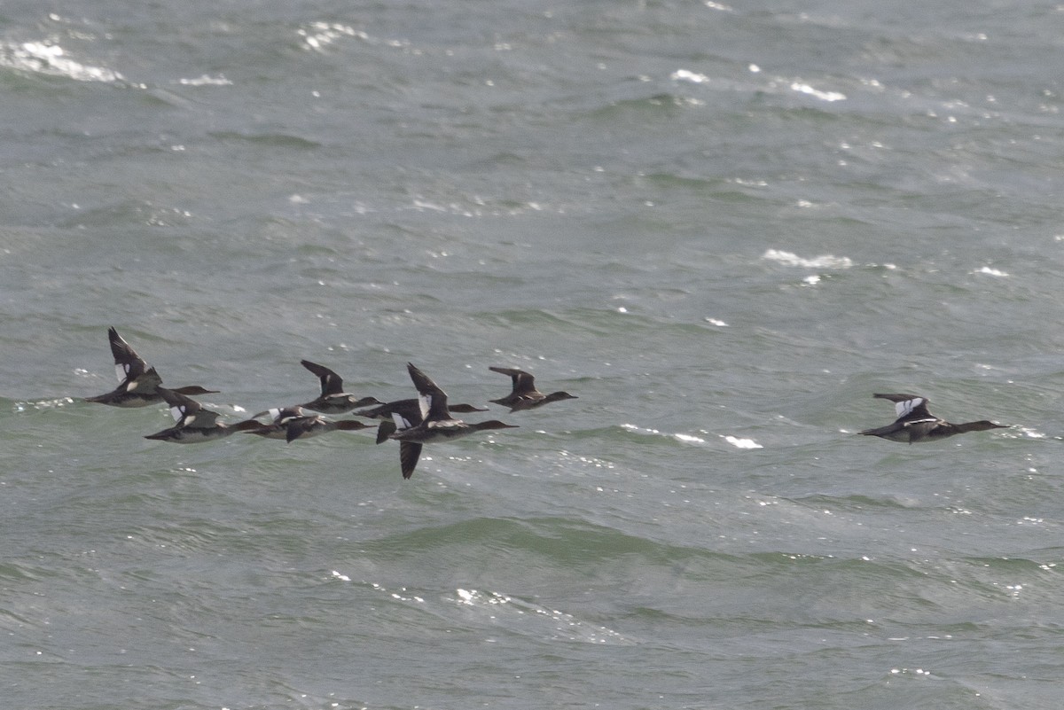 Mittelsäger - ML626343824