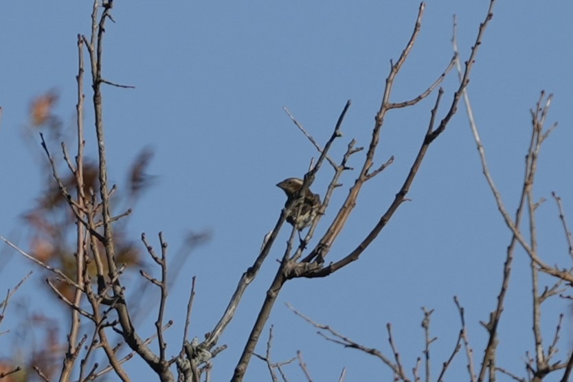 Purple Finch - ML626343852