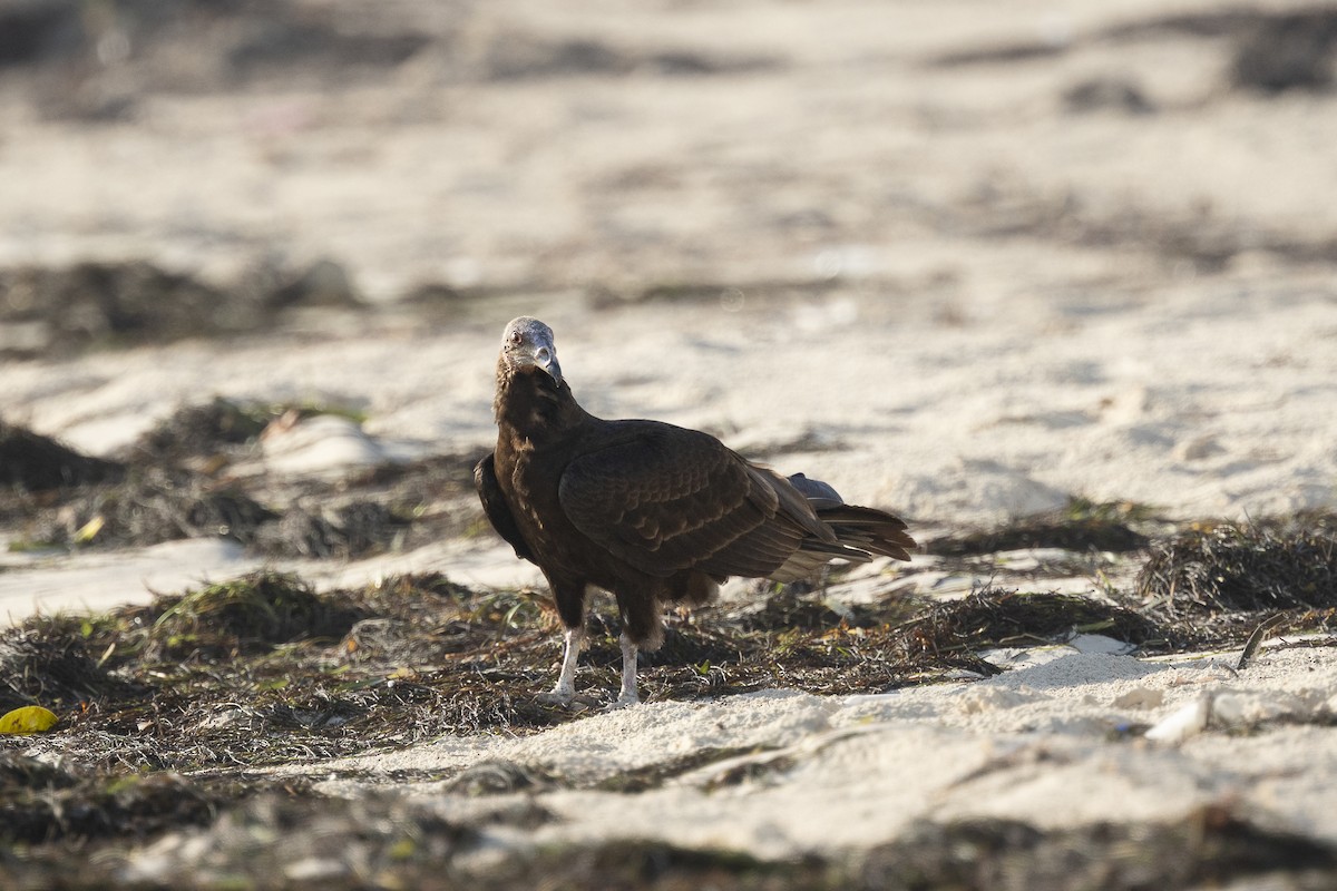 Lesser Yellow-headed Vulture - ML626343951