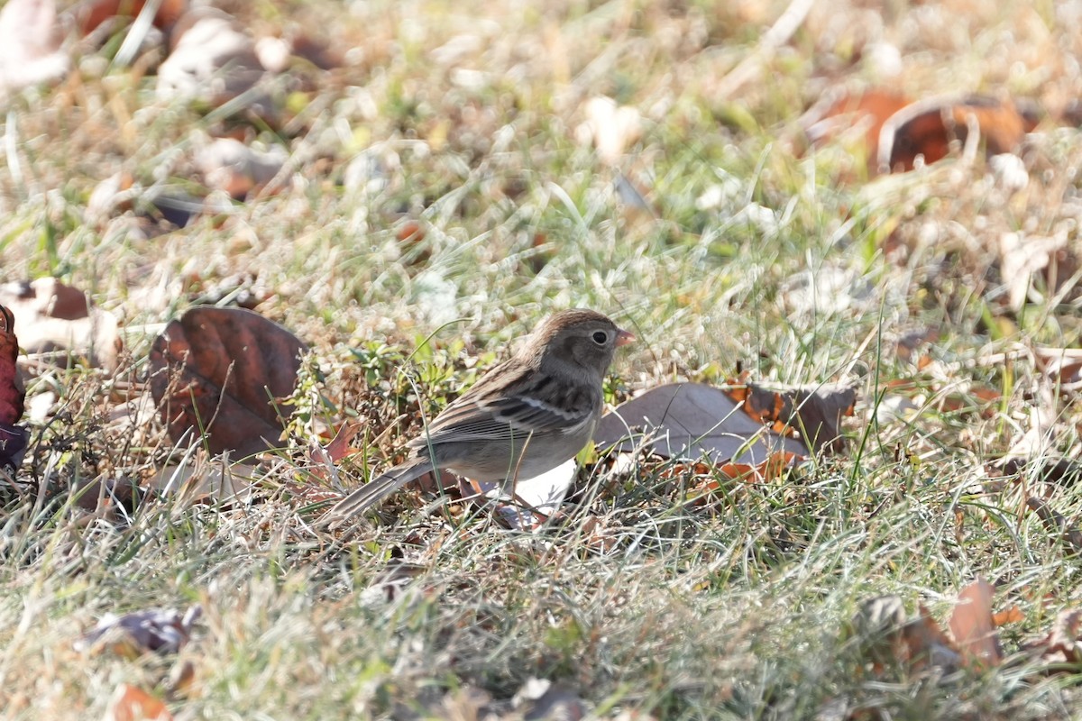 Field Sparrow - ML626343956