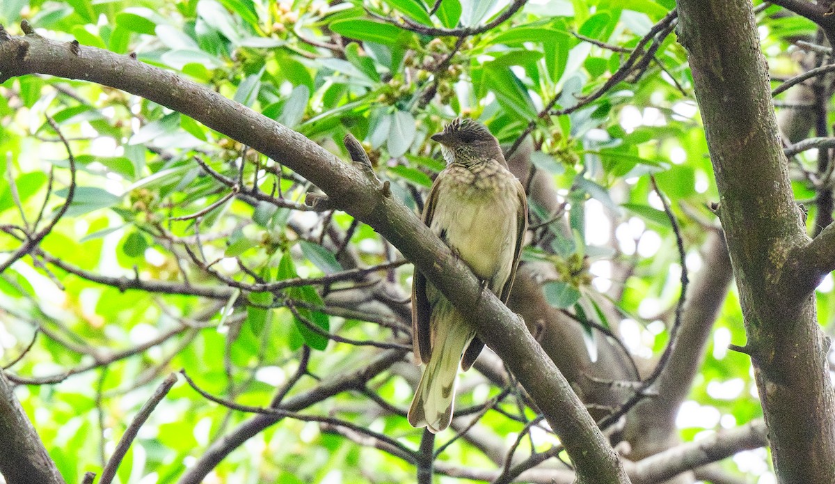 Scaly-throated Honeyguide - ML626344029