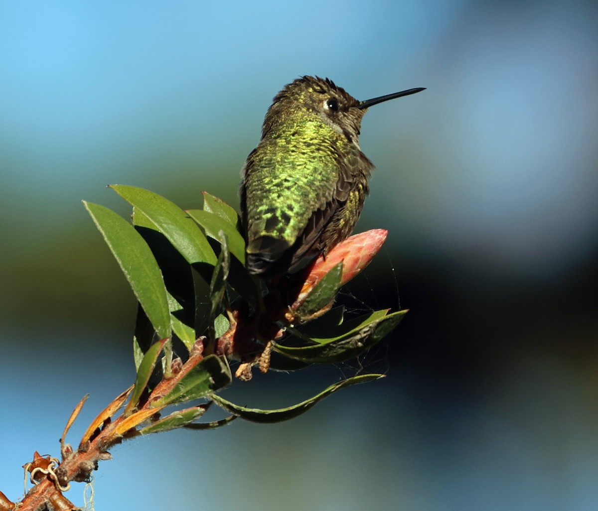 Anna's Hummingbird - ML626344126