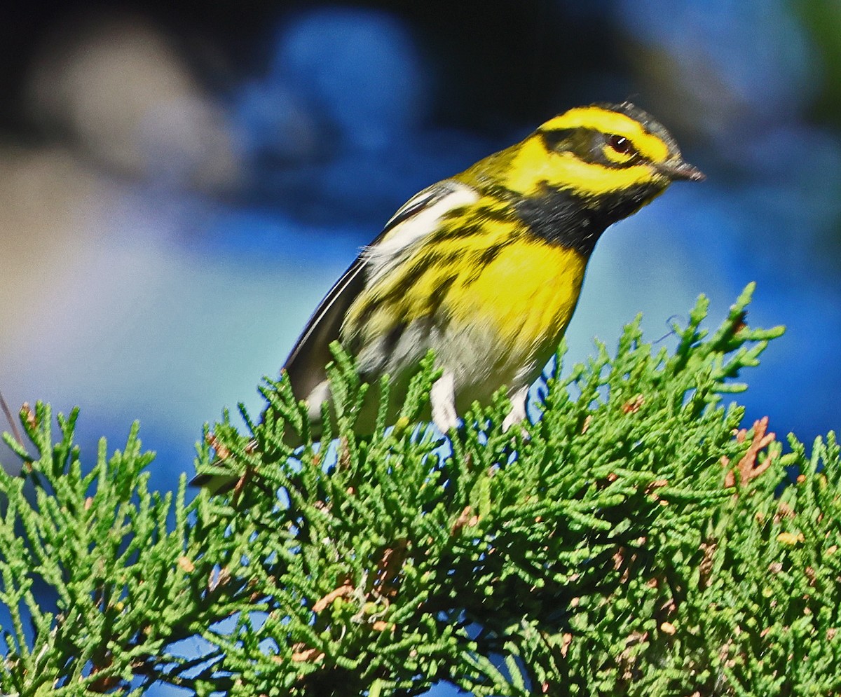 Townsend's Warbler - ML626344173