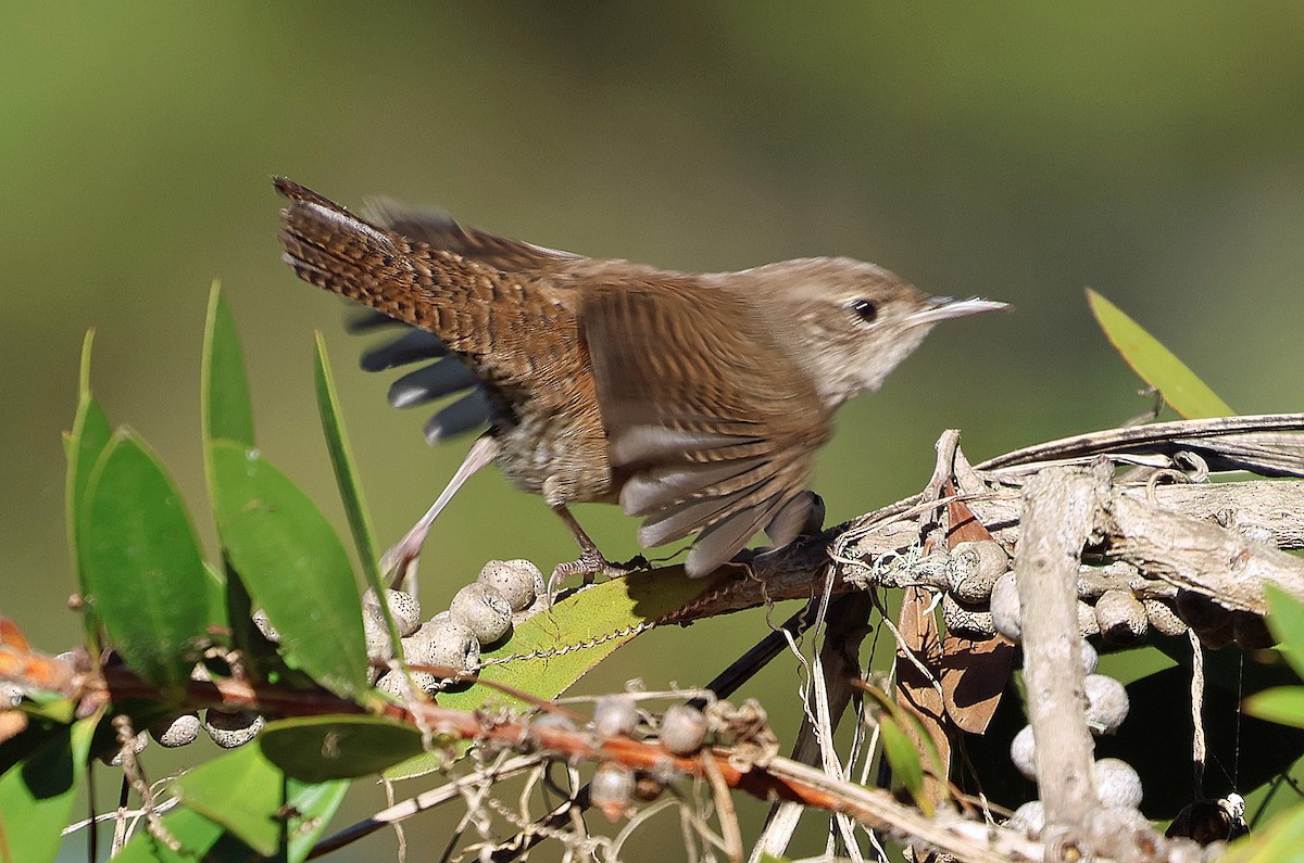 Northern House Wren (Northern) - ML626344250