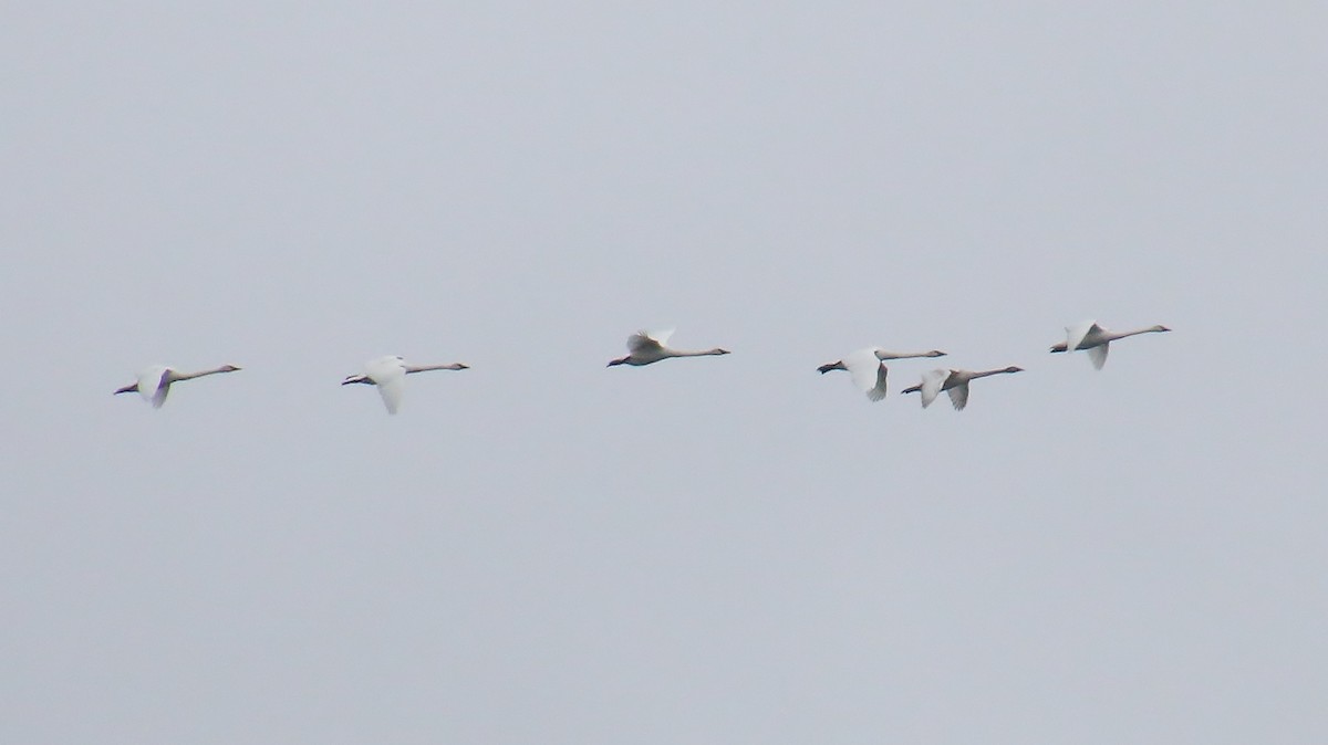 Trumpeter Swan - ML626344340