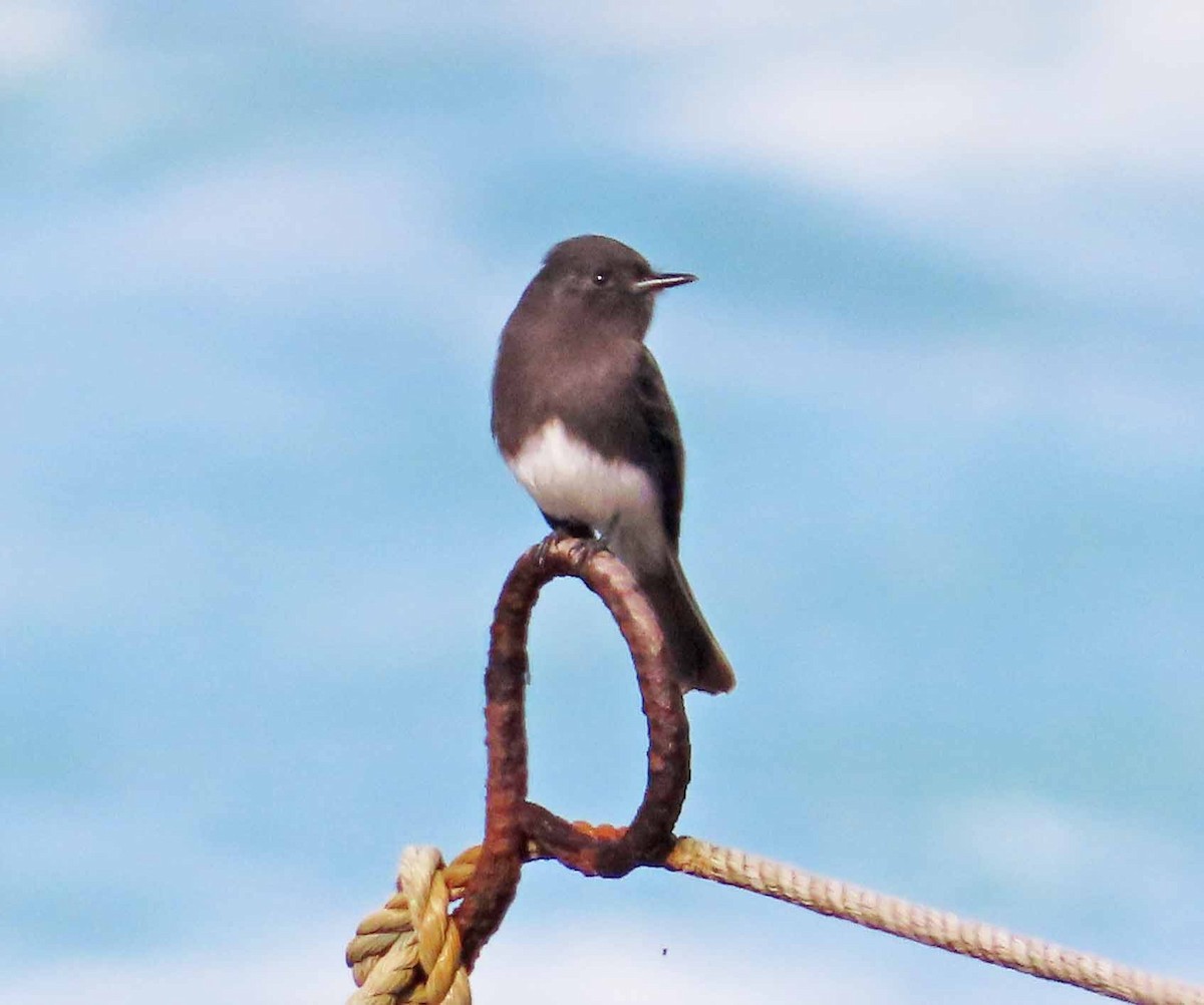 Black Phoebe - ML626344380