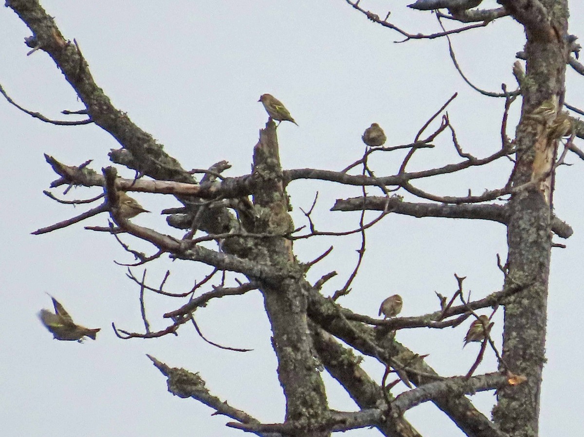 Pine Siskin - ML626344437