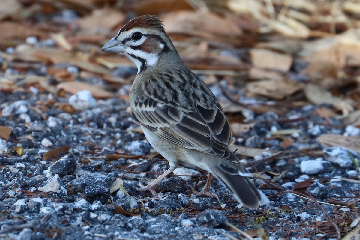 Lark Sparrow - ML626344469