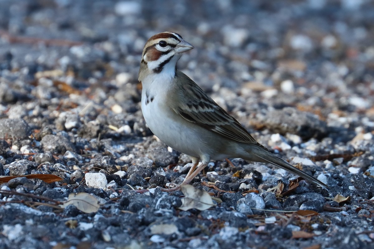 Lark Sparrow - ML626344470
