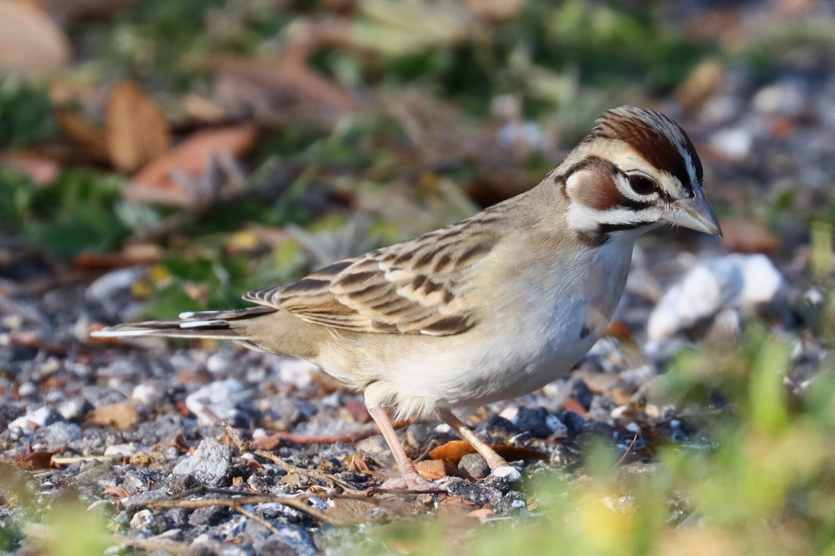 Lark Sparrow - ML626344471