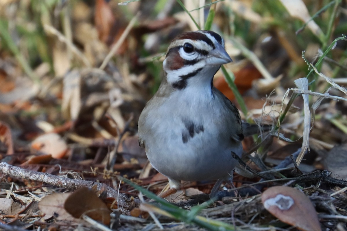 Lark Sparrow - ML626344472