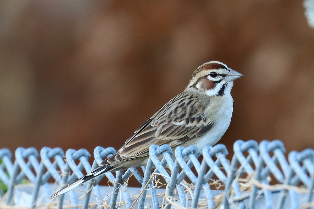 Lark Sparrow - ML626344473
