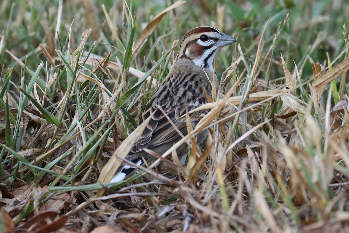 Lark Sparrow - ML626344474