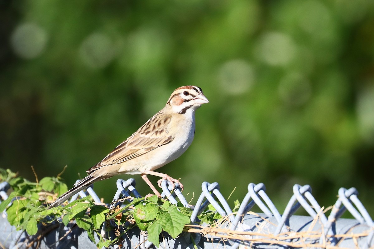 Lark Sparrow - ML626344476