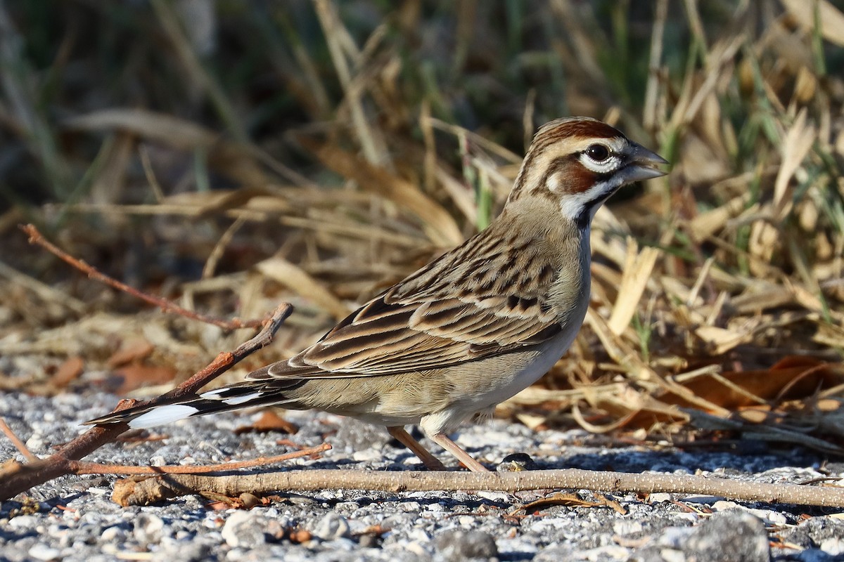 Lark Sparrow - ML626344477