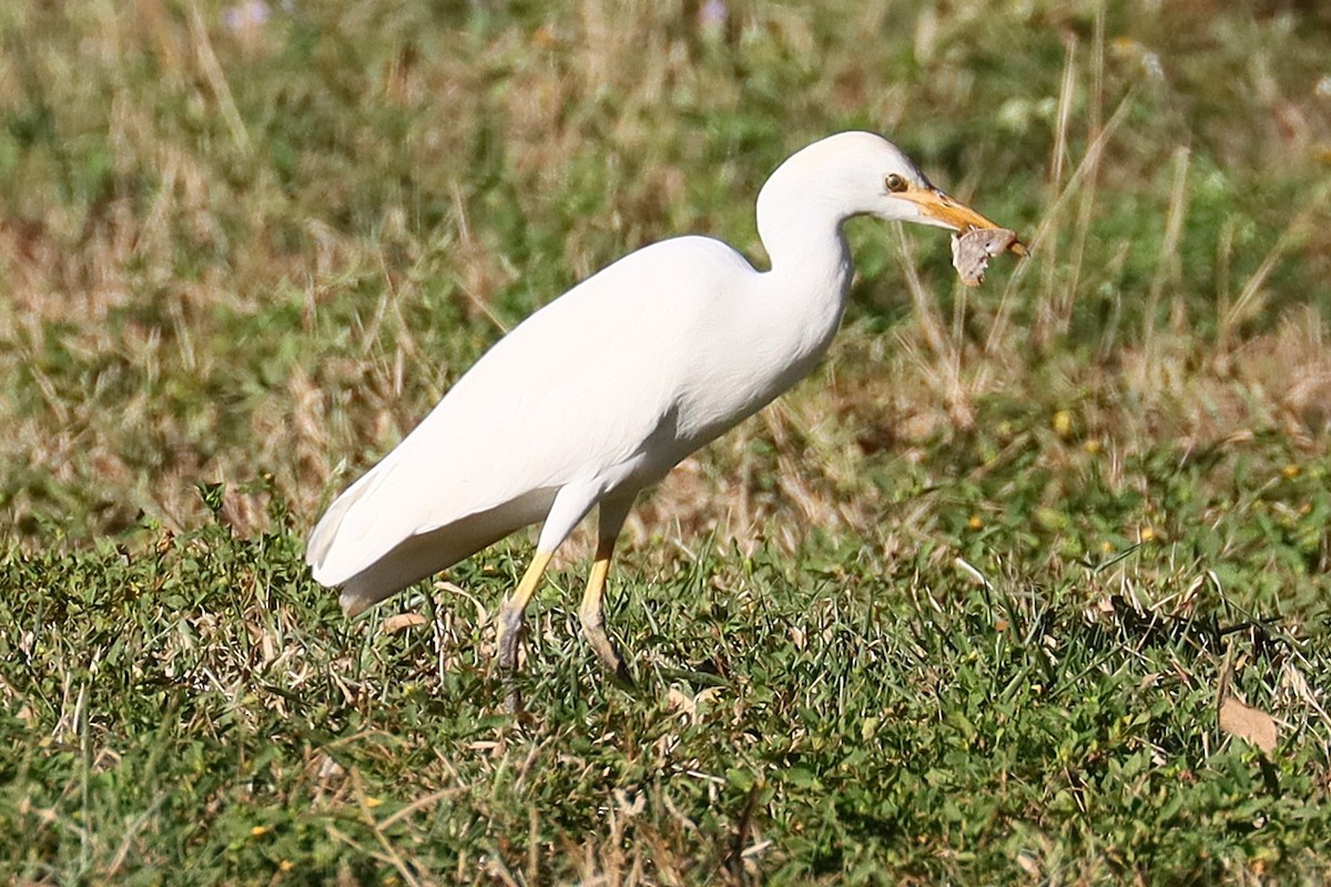Western Cattle-Egret - ML626344496
