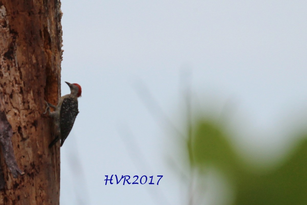 Red-crowned Woodpecker - Henriette de Vries