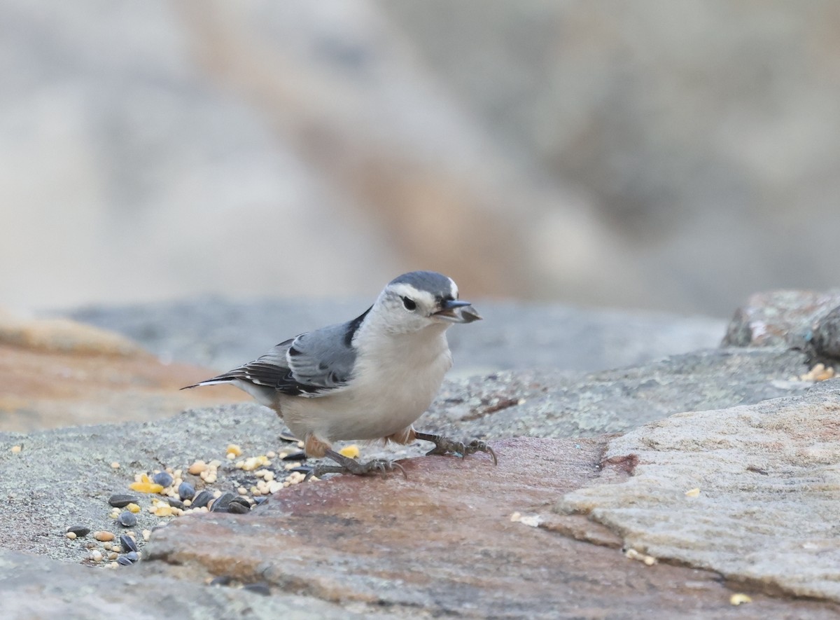 White-breasted Nuthatch - ML626344937