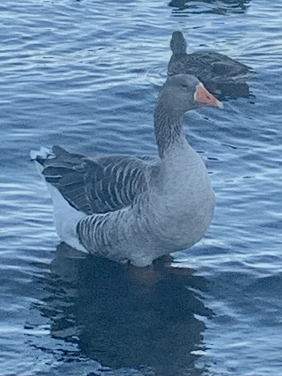Graylag Goose - ML626345206