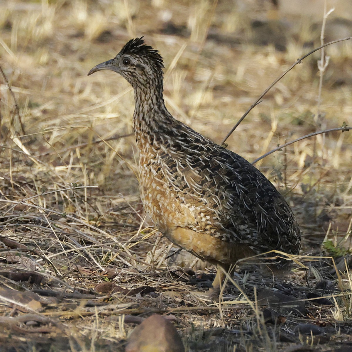 Tinamou curvirostre - ML626345277