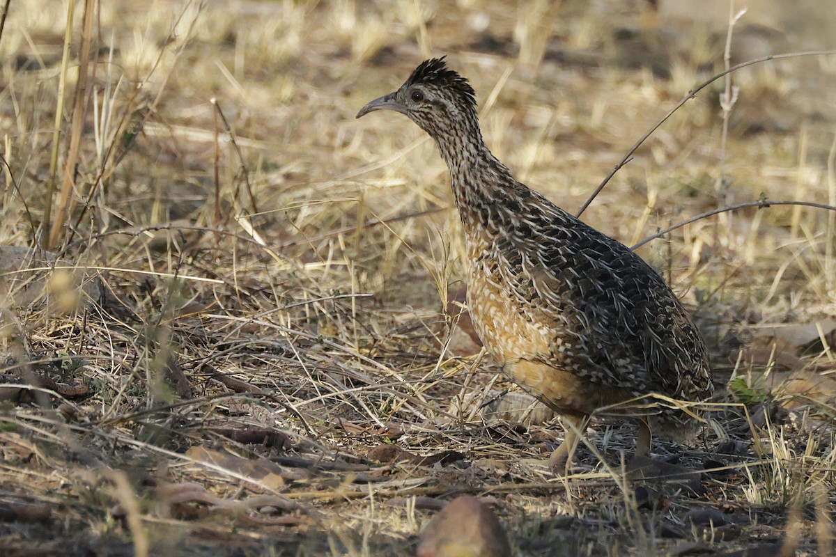 Tinamou curvirostre - ML626345278