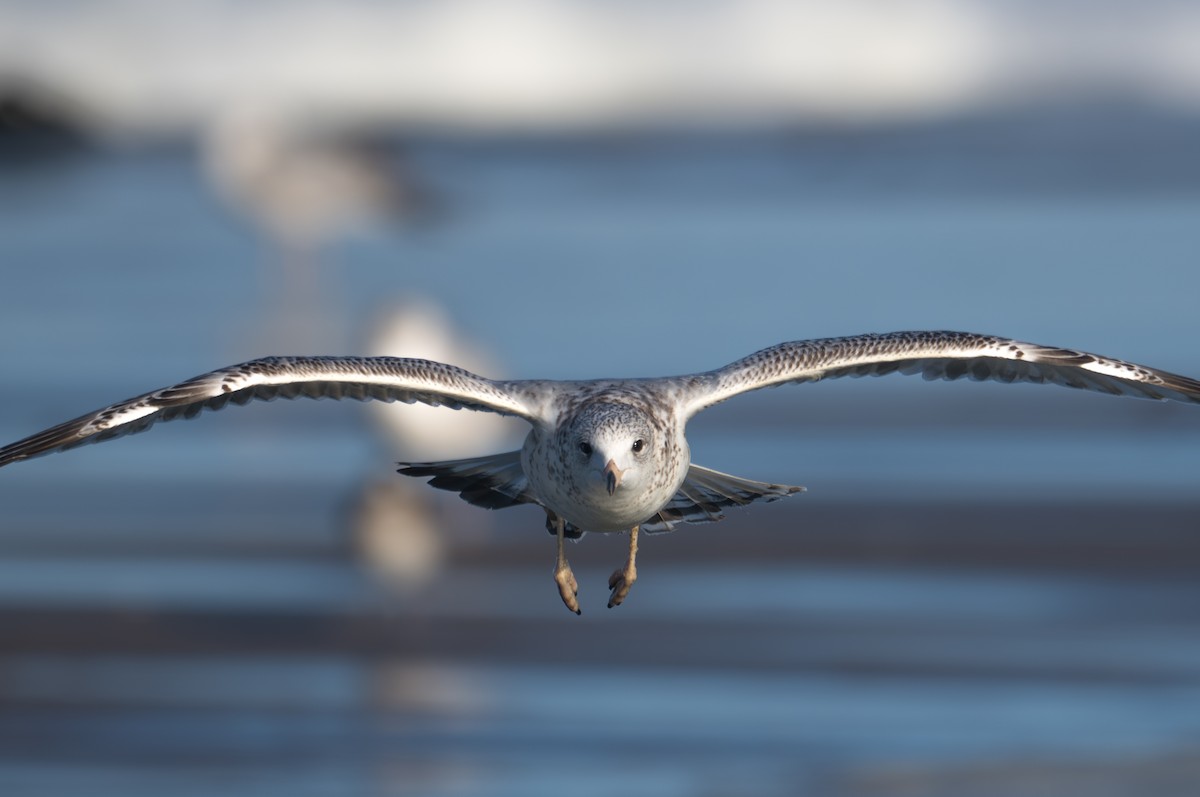 Ring-billed Gull - ML626345378