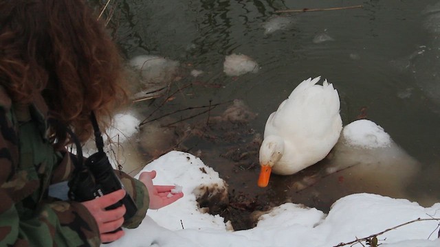 Mallard (Domestic type) - ML626345761