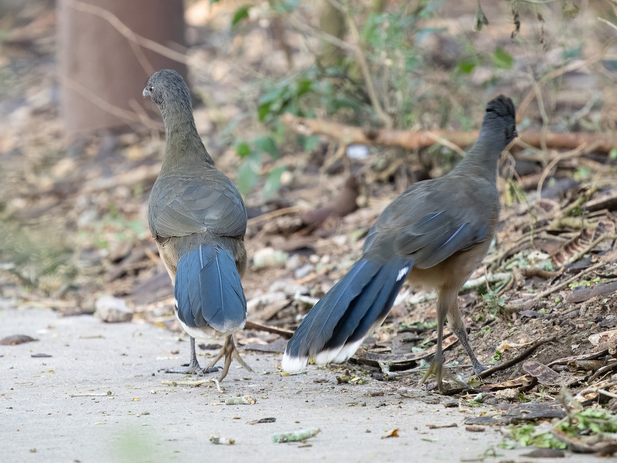 Plain Chachalaca - ML626345911