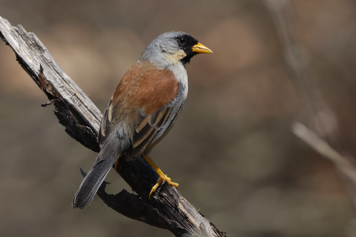 Buff-bridled Inca-Finch - ML626346053