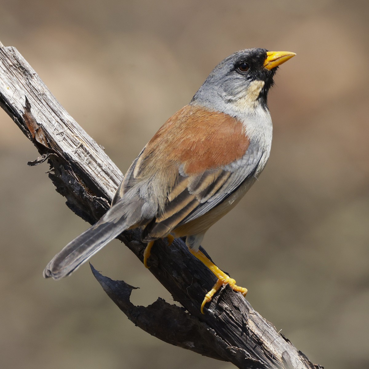 Buff-bridled Inca-Finch - ML626346054