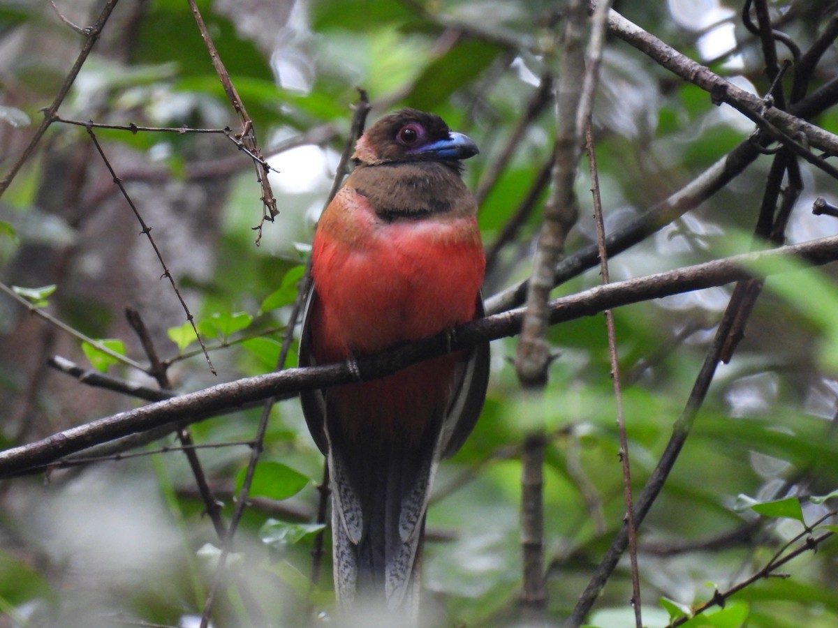 Diard's Trogon - ML626346479