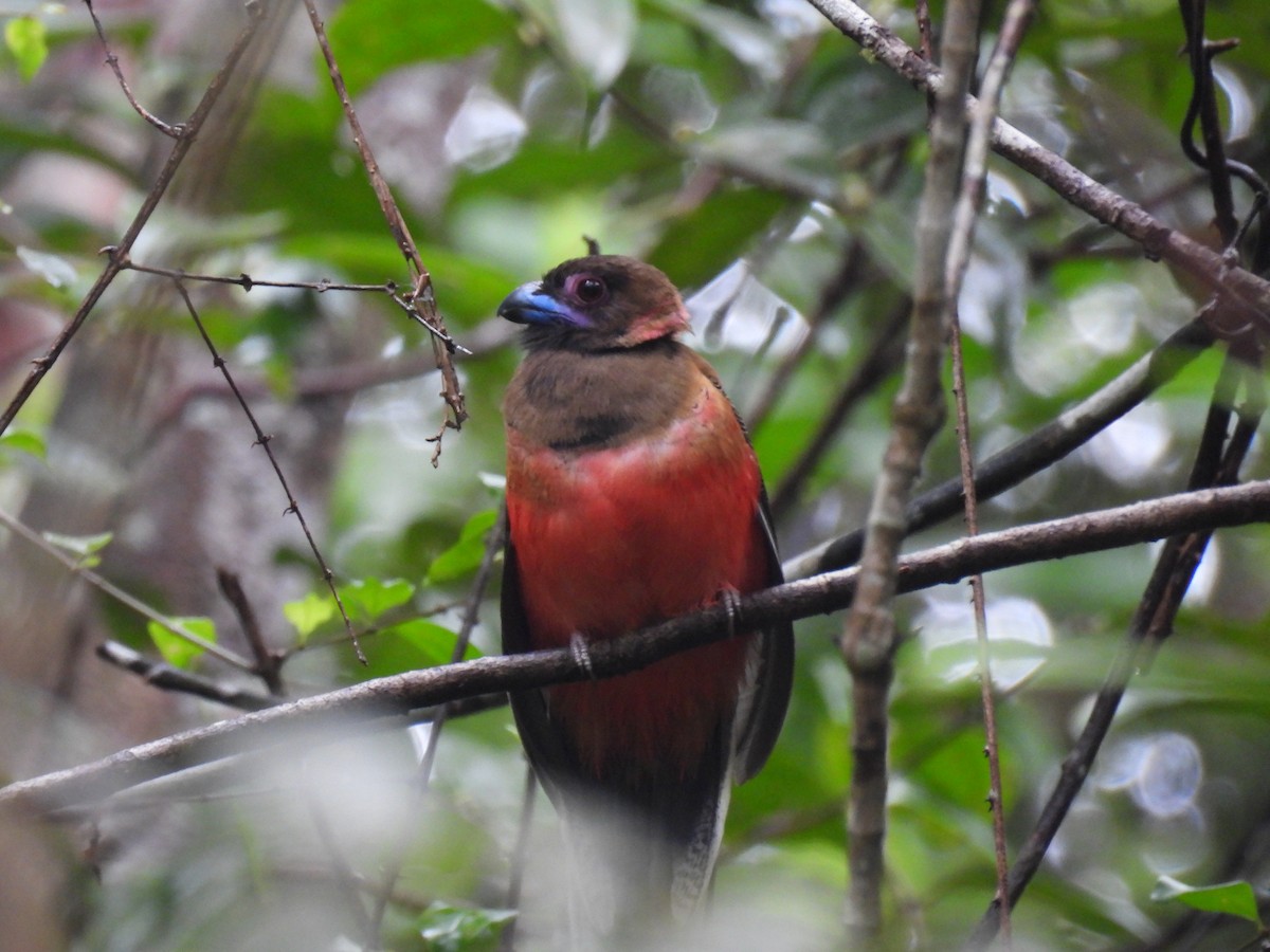 Diard's Trogon - ML626346480