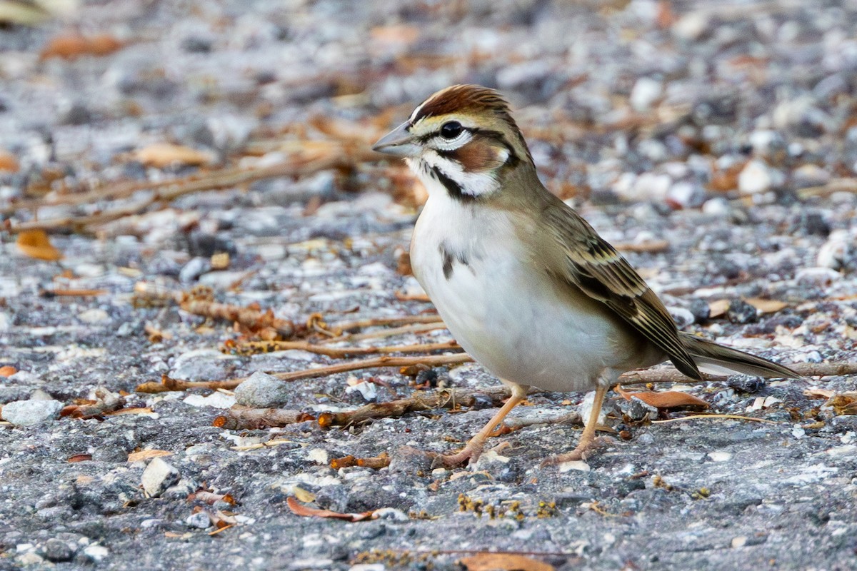 Lark Sparrow - ML626346525